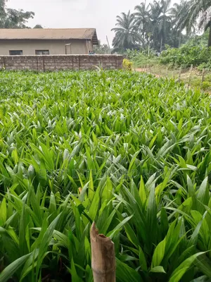 Hybrid Oil Palm Seedling