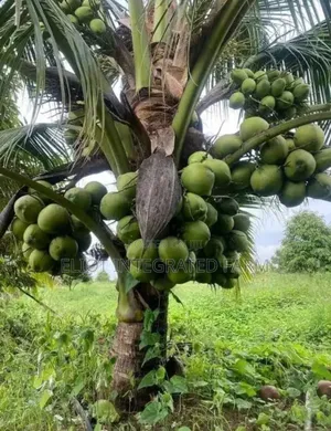 Dwarf Coconut Seedling