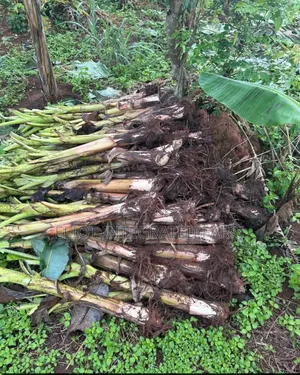 Plantain Sucker