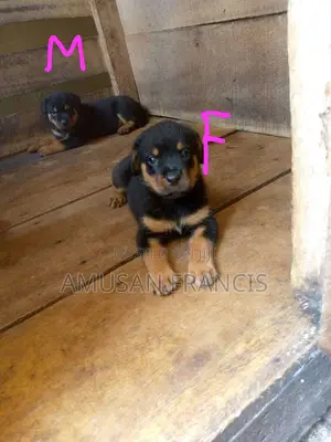 1-3 months Female Purebred Rottweiler