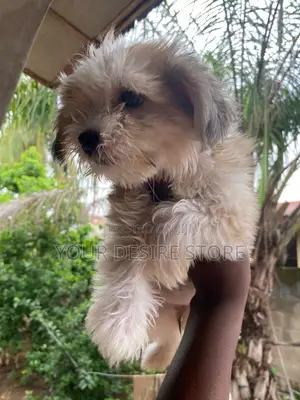 1-3 months Female Purebred Lhasa Apso