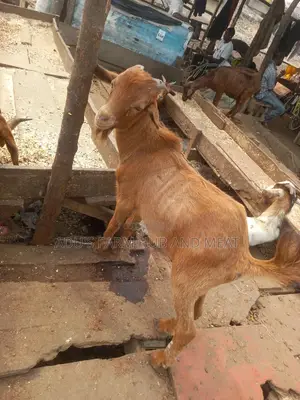 Medium Sized Hausa Goat Meat