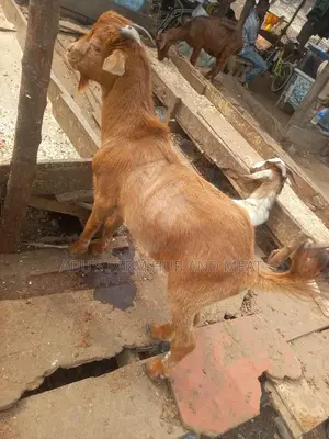 Full Goat/Ogufe Meat