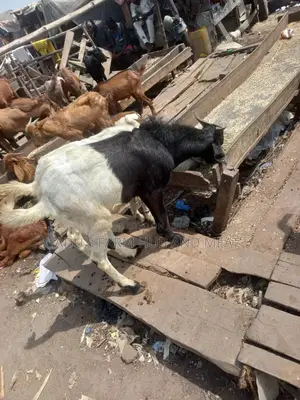 Full Goat Meat Big Size