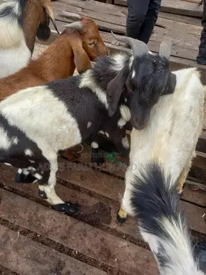 Full Goat Meat Big Size
