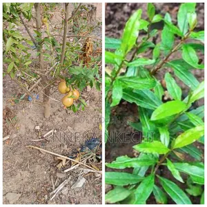 Hybrid Promagrate Seedlings