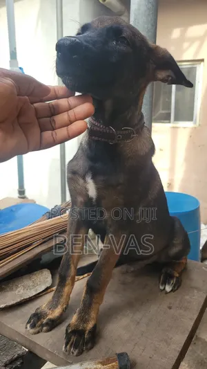 3-6 months Male Mixed Breed German Shepherd