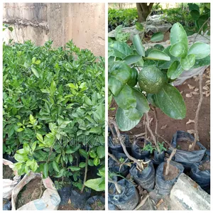 Hybrid Grafted Sweet Oranges