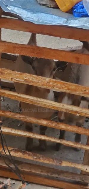 Native Goat