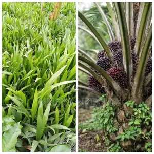 Tenera Palm Seedlings