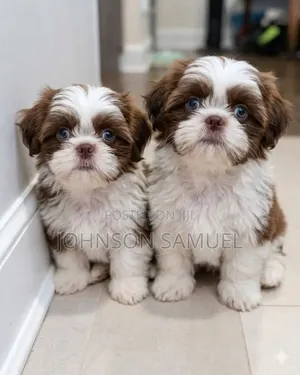 1-3 months Female Mixed Breed Lhasa Apso