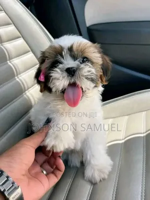 1-3 months Female Mixed Breed Lhasa Apso