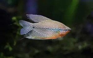 Pearl Gouramiss Aquirium Fish
