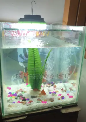 15 by 15 Custom Made Aquarium