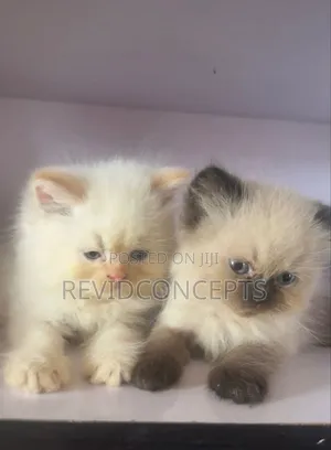 1-3 months Male Purebred Persian