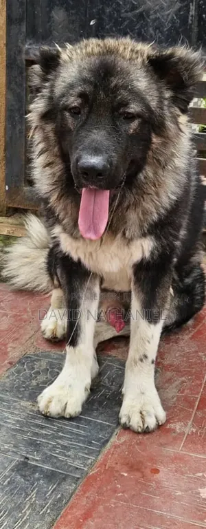 Pedigree Male Caucasian Shepherd Available for Stud Service in Abuja