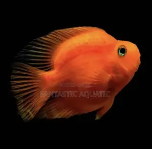 Imported Parrot Fish