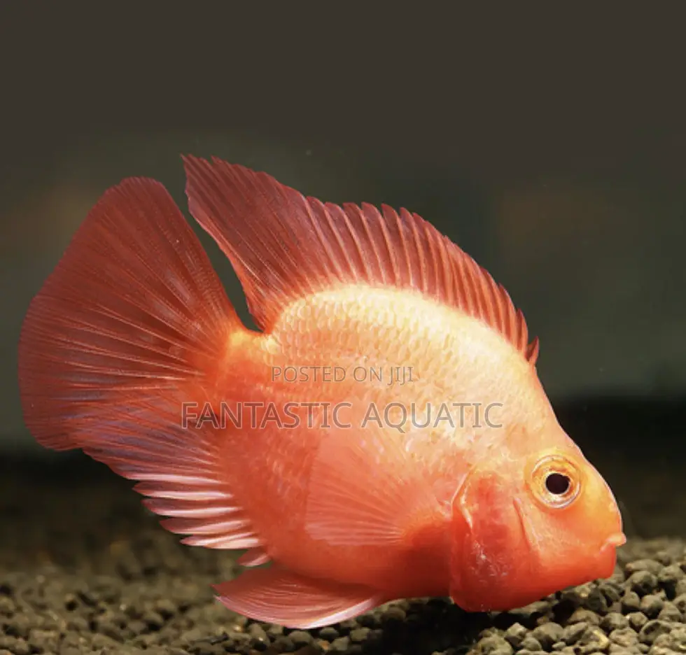 Imported Parrot Fish
