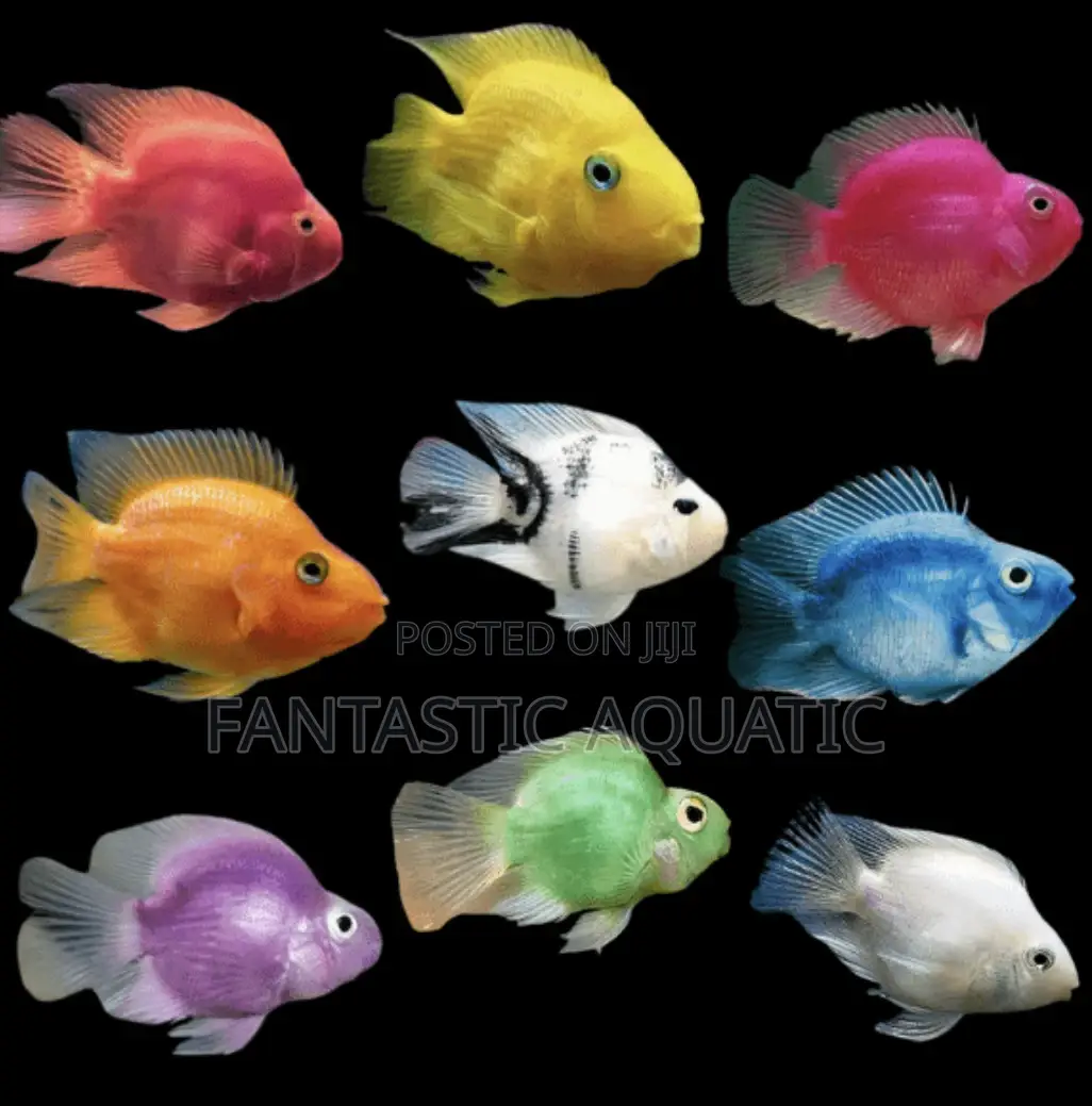 Imported Parrot Fish