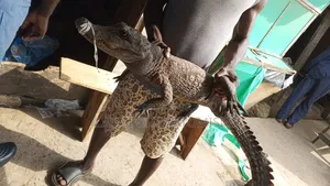 Bushmeat Exotic