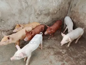 Rabbits and Pigs for Sale.