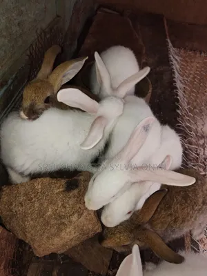Healthy Rabbit For Sale (Affordable – Anambra)