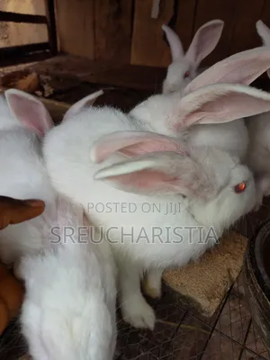 Healthy Friendly Pet Rabbit for Sale in Anambra State