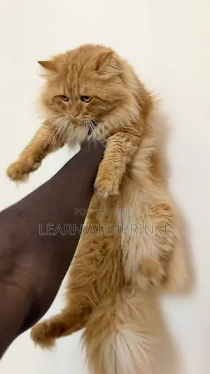 6-12 months Male Purebred Persian