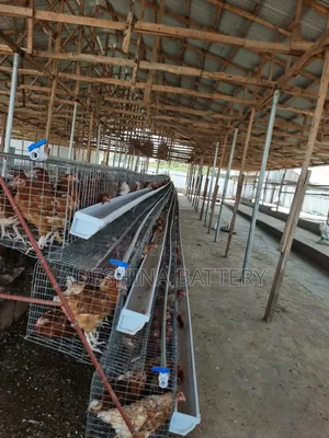 Experience Poultry Cages