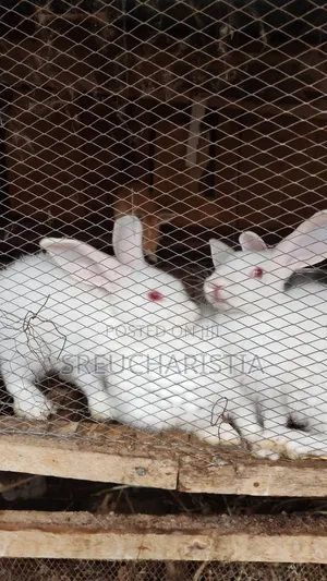 Affordable Rabbits for Sale Starting From ₦9,000 (Anambra)