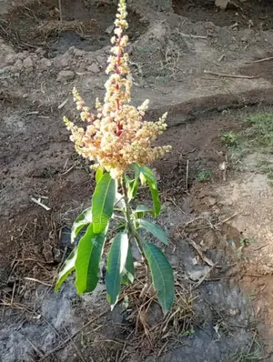 Dwarf Hybrid Seedlings