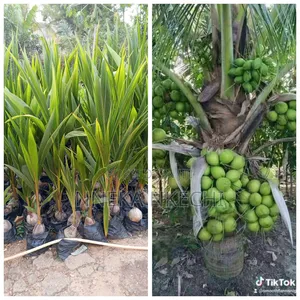 Dwarf Coconut Seedlings