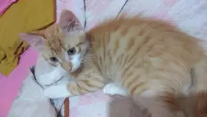 1-3 months Male Purebred American Shorthair