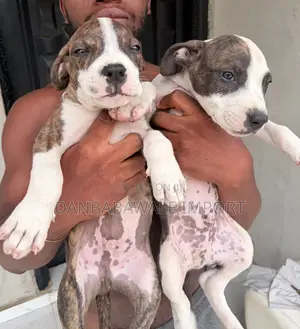 1-3 months Male Purebred American Pit Bull Terrier