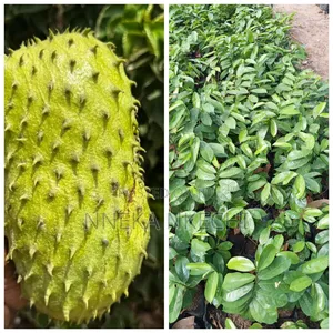 Hybrid Soursop Seedlings