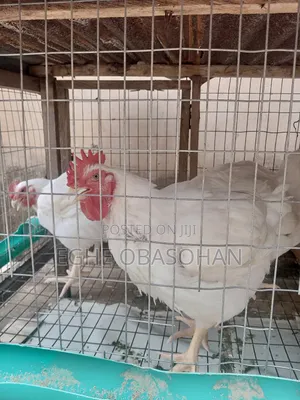 Live Organic Chickens 3kg