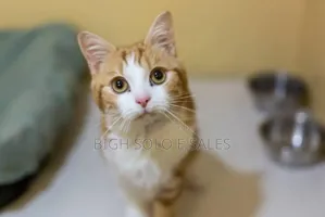 1-3 months Male Purebred American Shorthair