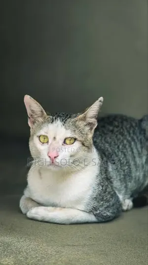 1-3 months Female Purebred American Shorthair
