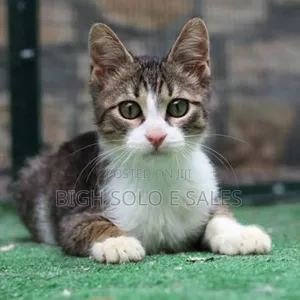 1-3 months Male Purebred Tabby