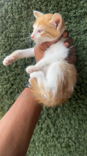 1-3 months Female Purebred American Shorthair