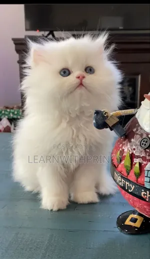 1-3 months Female Purebred Persian
