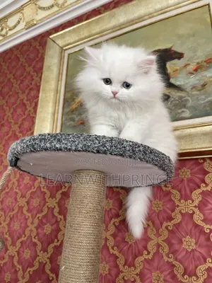 1-3 months Male Purebred Persian