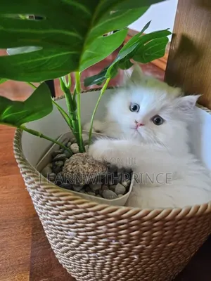 1-3 months Female Purebred Persian