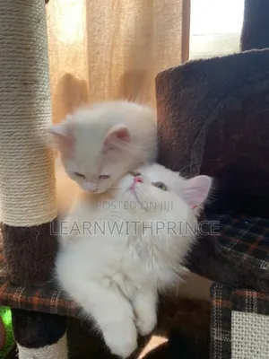 1-3 months Female Purebred Persian