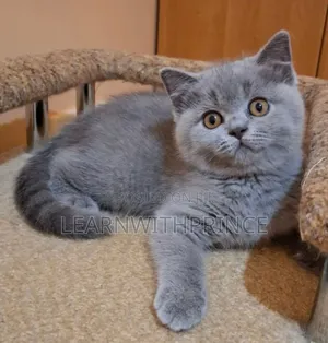 1-3 months Female Purebred British Shorthair