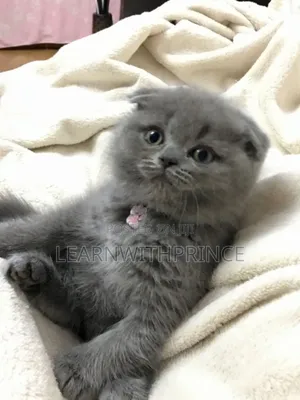 1-3 months Female Purebred British Shorthair