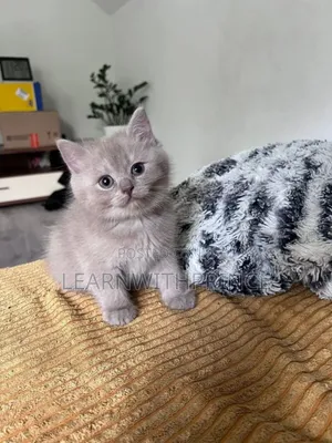 1-3 months Male Purebred British Shorthair