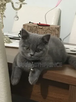 1-3 months Female Purebred British Shorthair