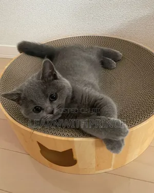 1-3 months Female Purebred British Shorthair