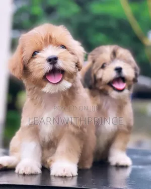 1-3 months Female Purebred Lhasa Apso